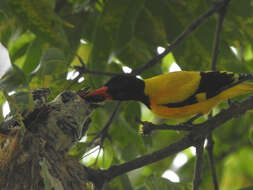 Image of Black-hooded Oriole