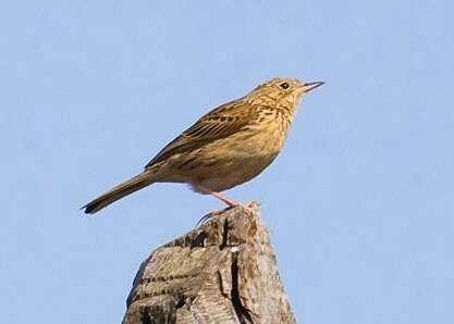 Image of Hellmayr's Pipit