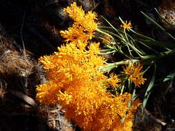 صورة Nuytsia