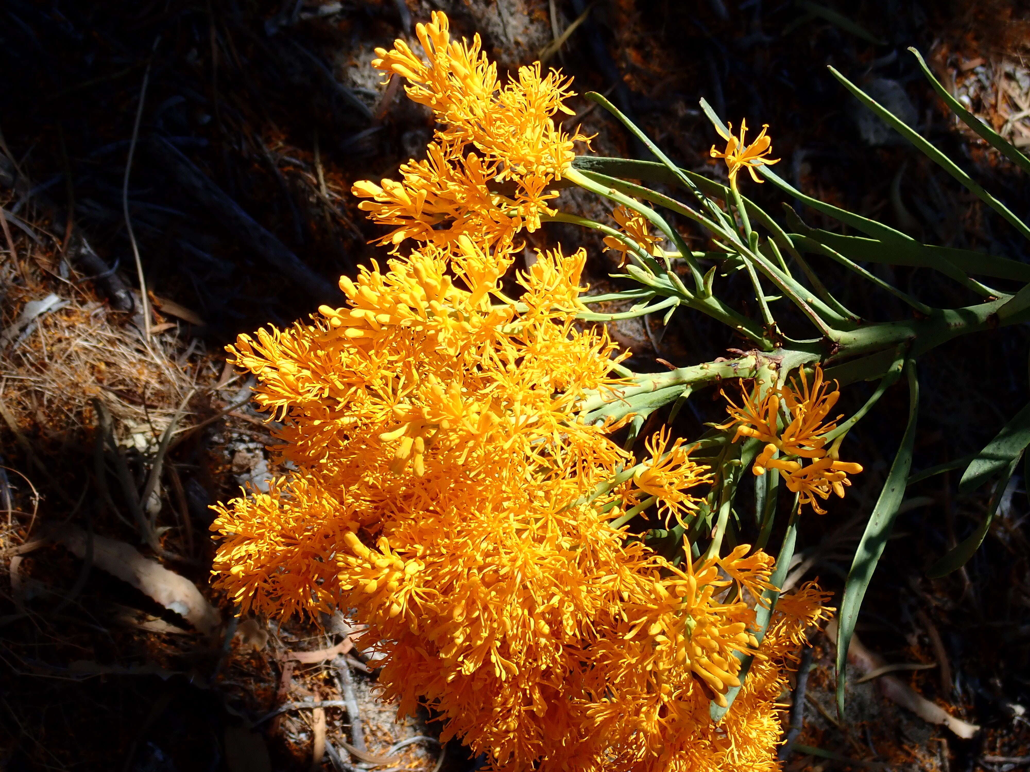 صورة Nuytsia