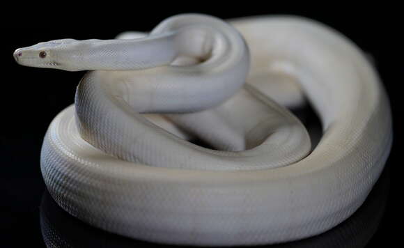 Image of Olive Python