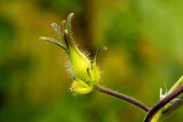 Image of tall morning-glory