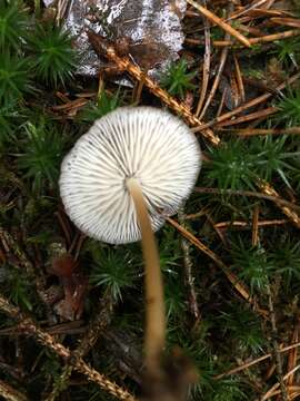 Image of sprucecone cap