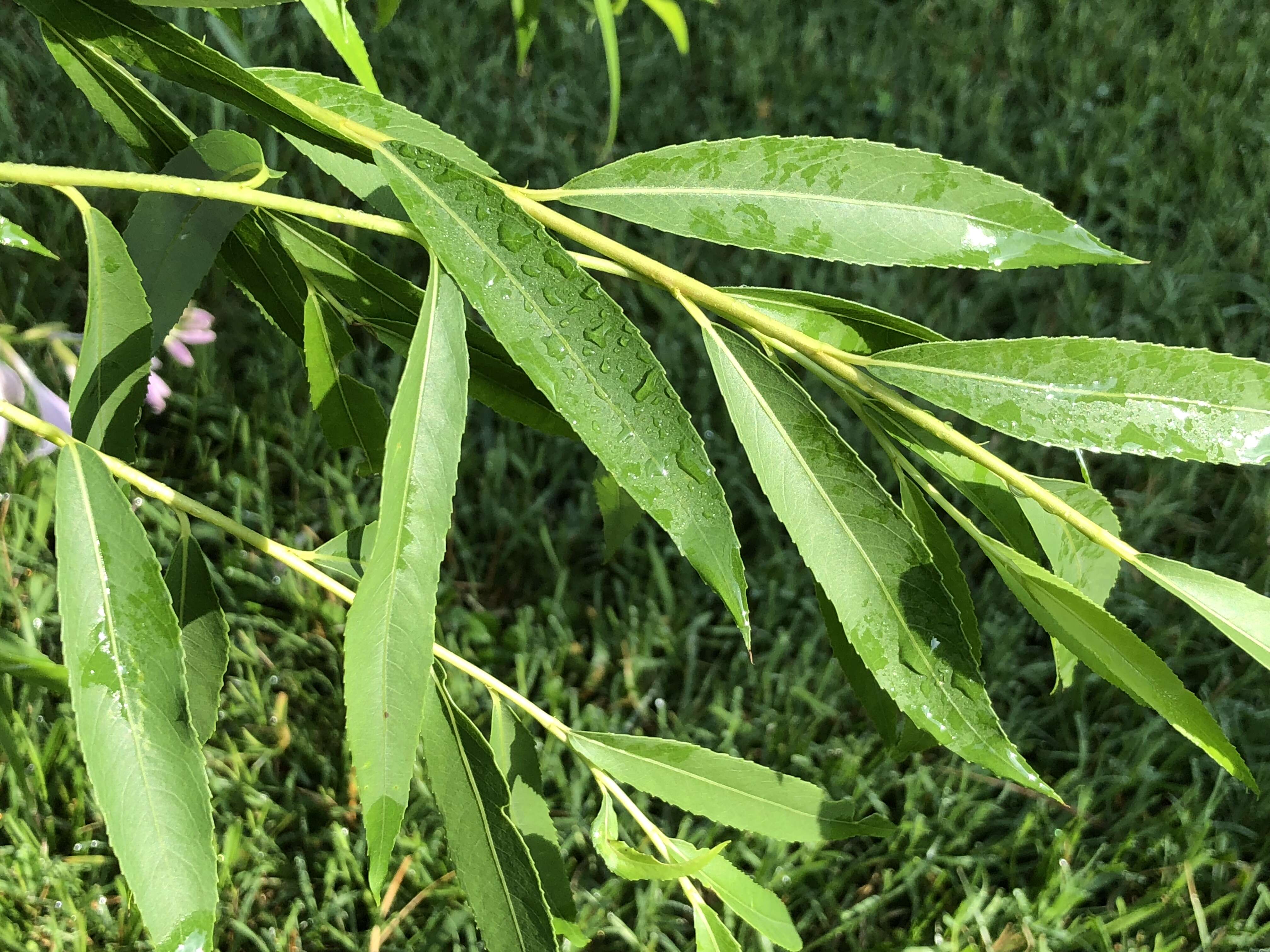 Plancia ëd Salix babylonica L.