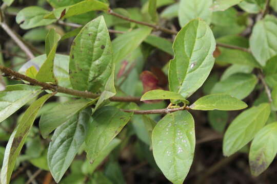 Image of Viburnum triphyllum Benth.