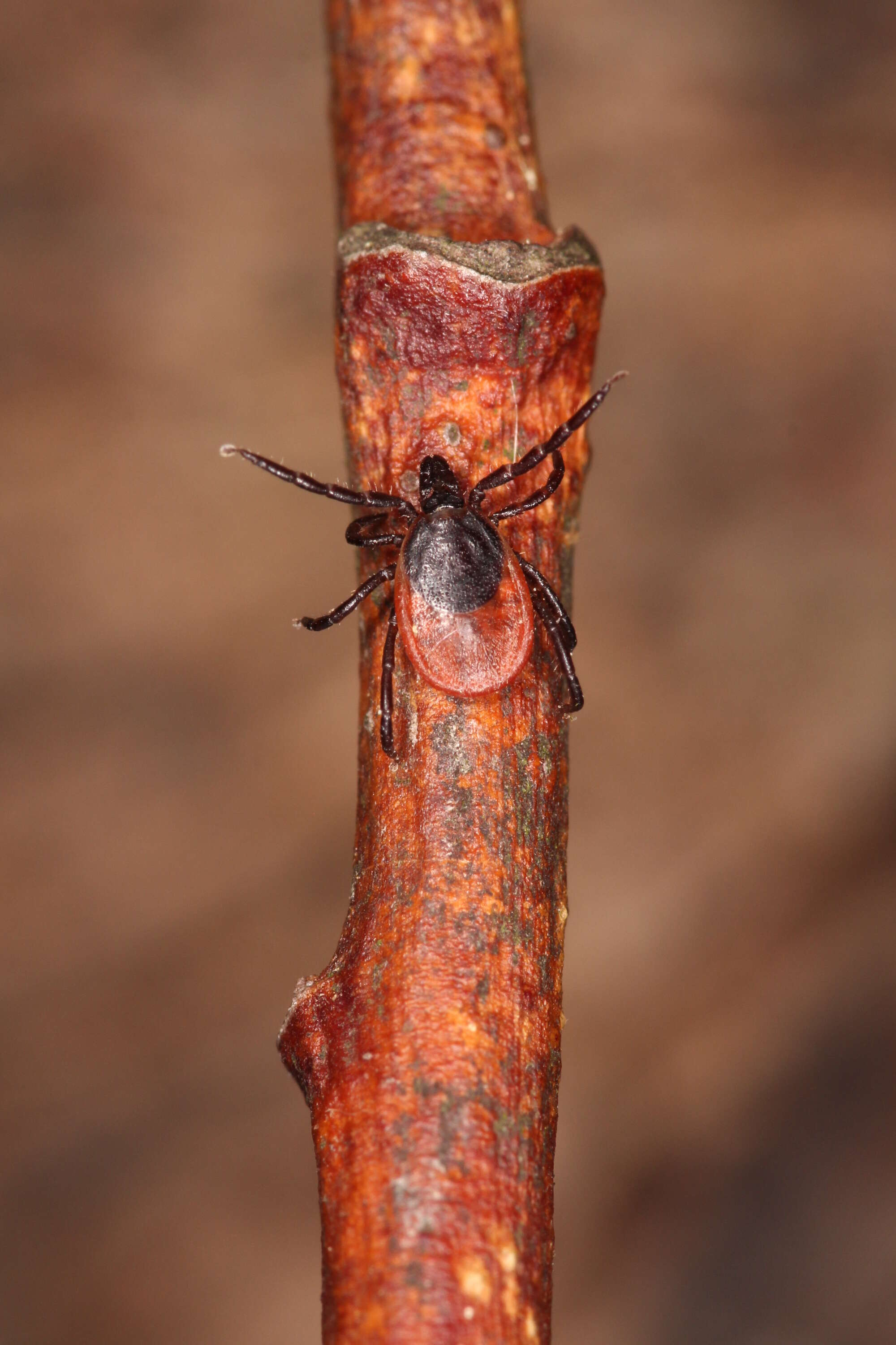 Image of Ixodes ricinus (Linnaeus 1758)