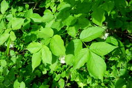 Imagem de Staphylea pinnata L.