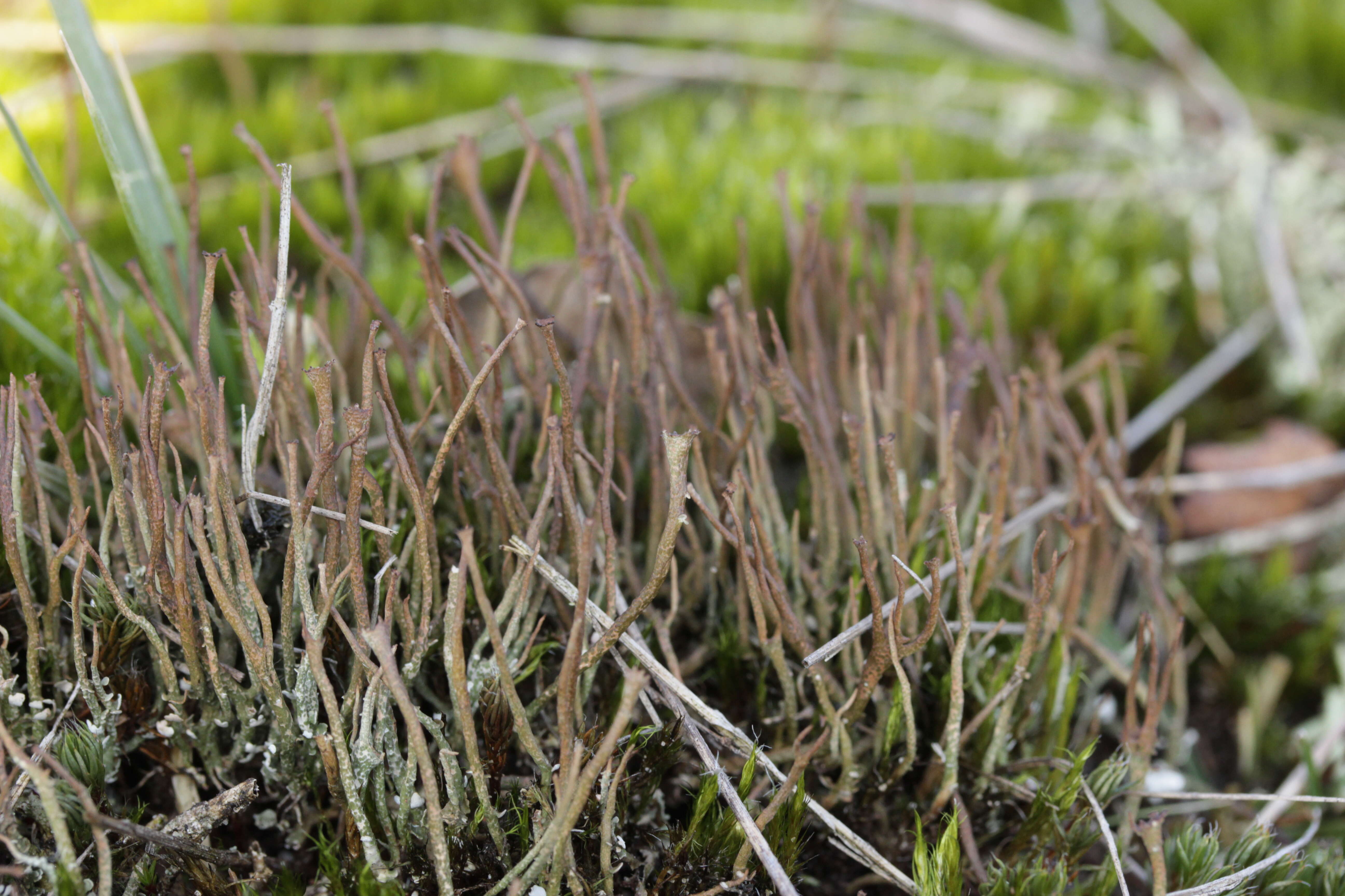 Image of cup lichen