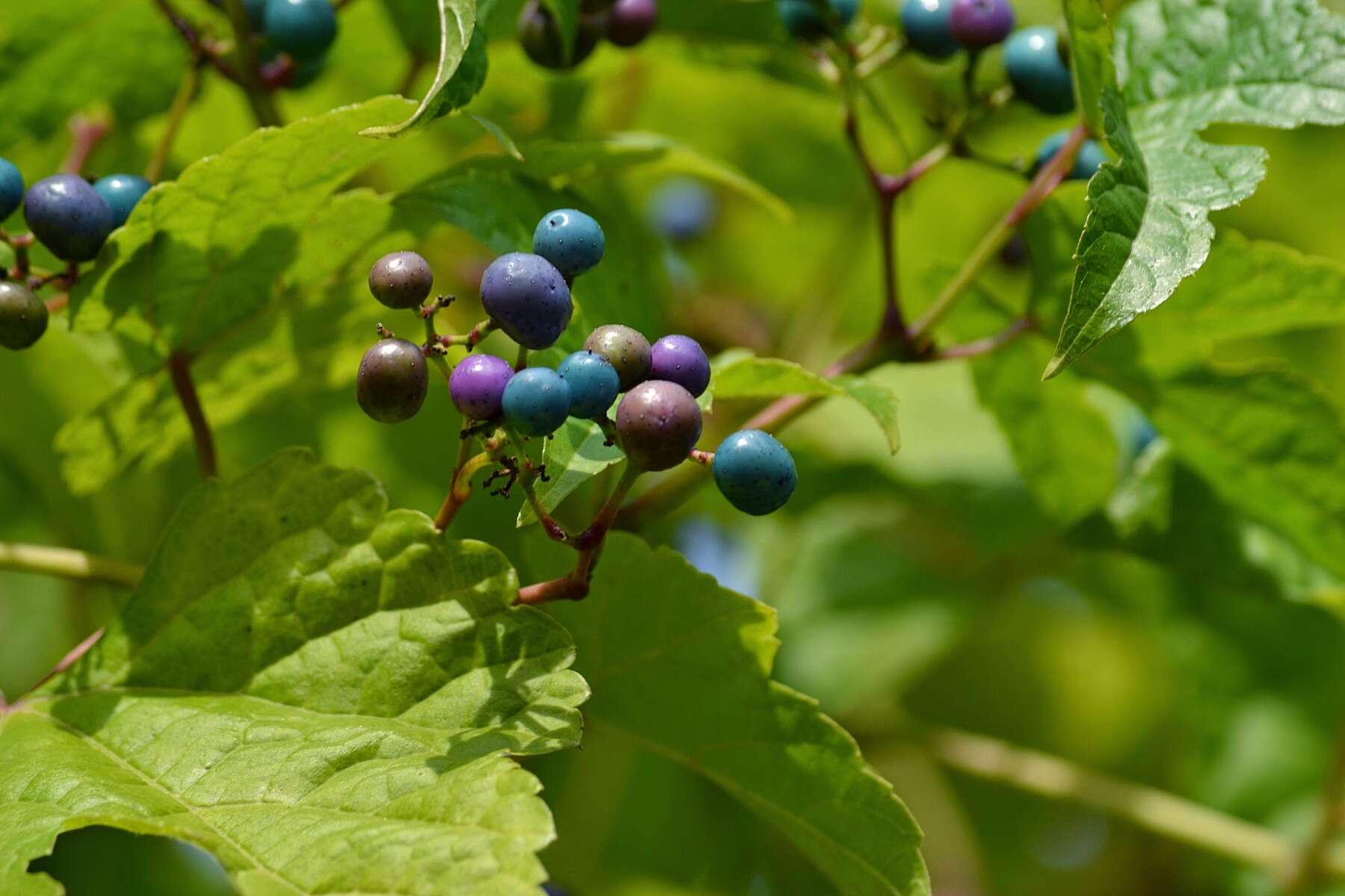 Image of Ampelopsis heterophylla var. vestita Rehd.