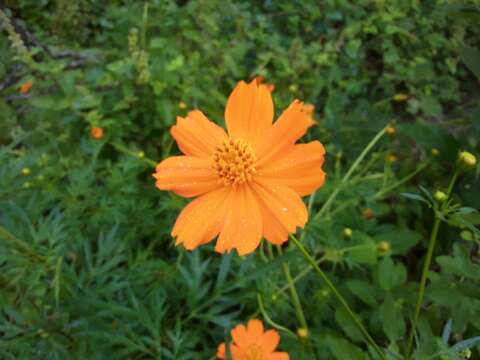 Image of sulphur cosmos