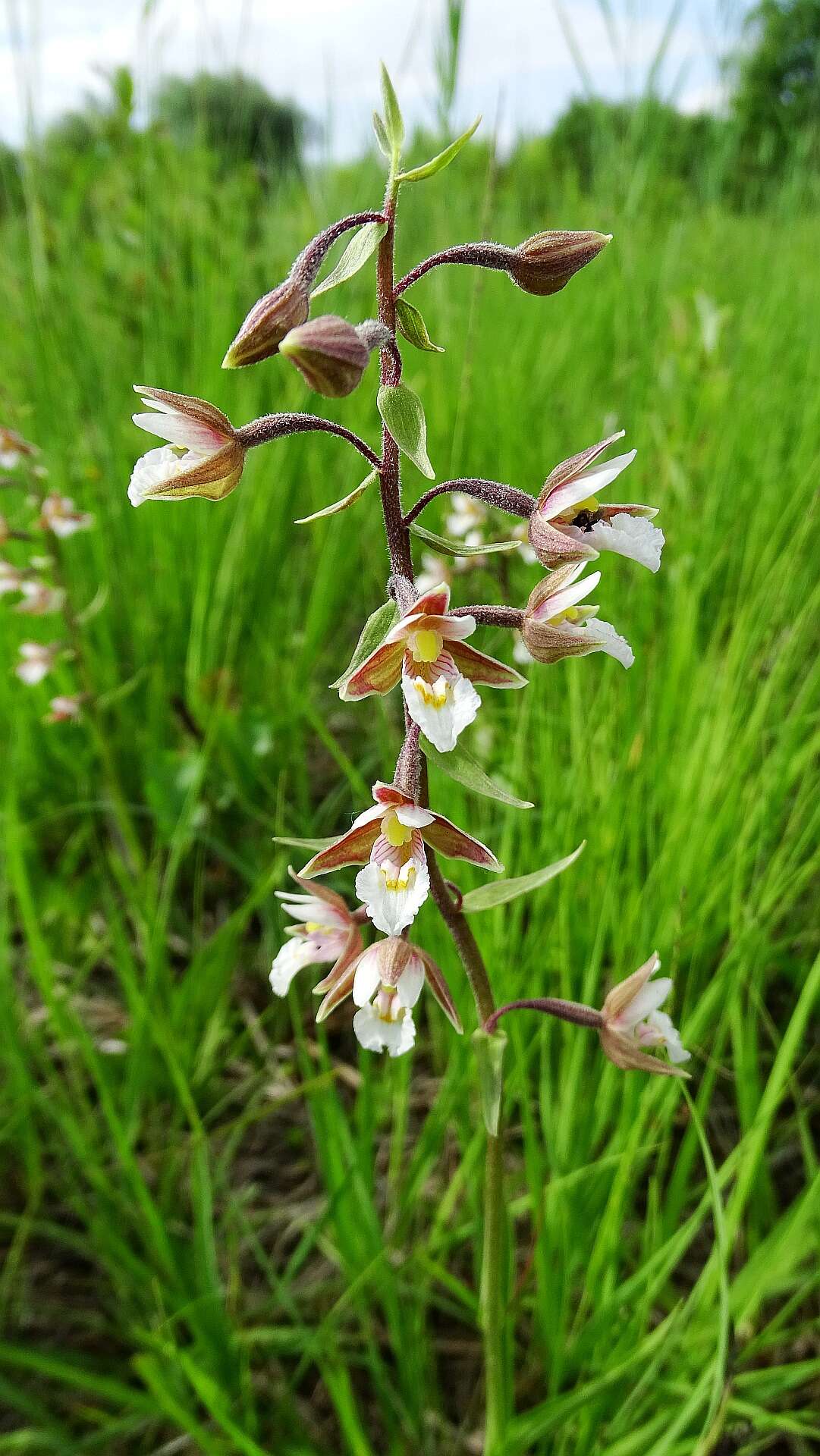 Imagem de Epipactis palustris (L.) Crantz