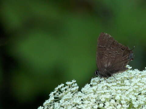 Image of Banded Hairstreak