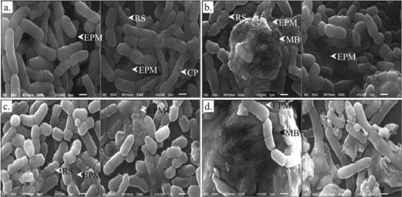 Image of Bacillus megaterium