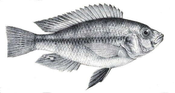 Image of Haplochromis degeni (Boulenger 1906)