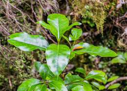 Image of Griselinia littoralis (Raoul) Raoul