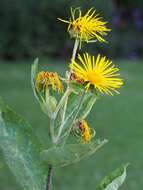 Inula helenium L. resmi