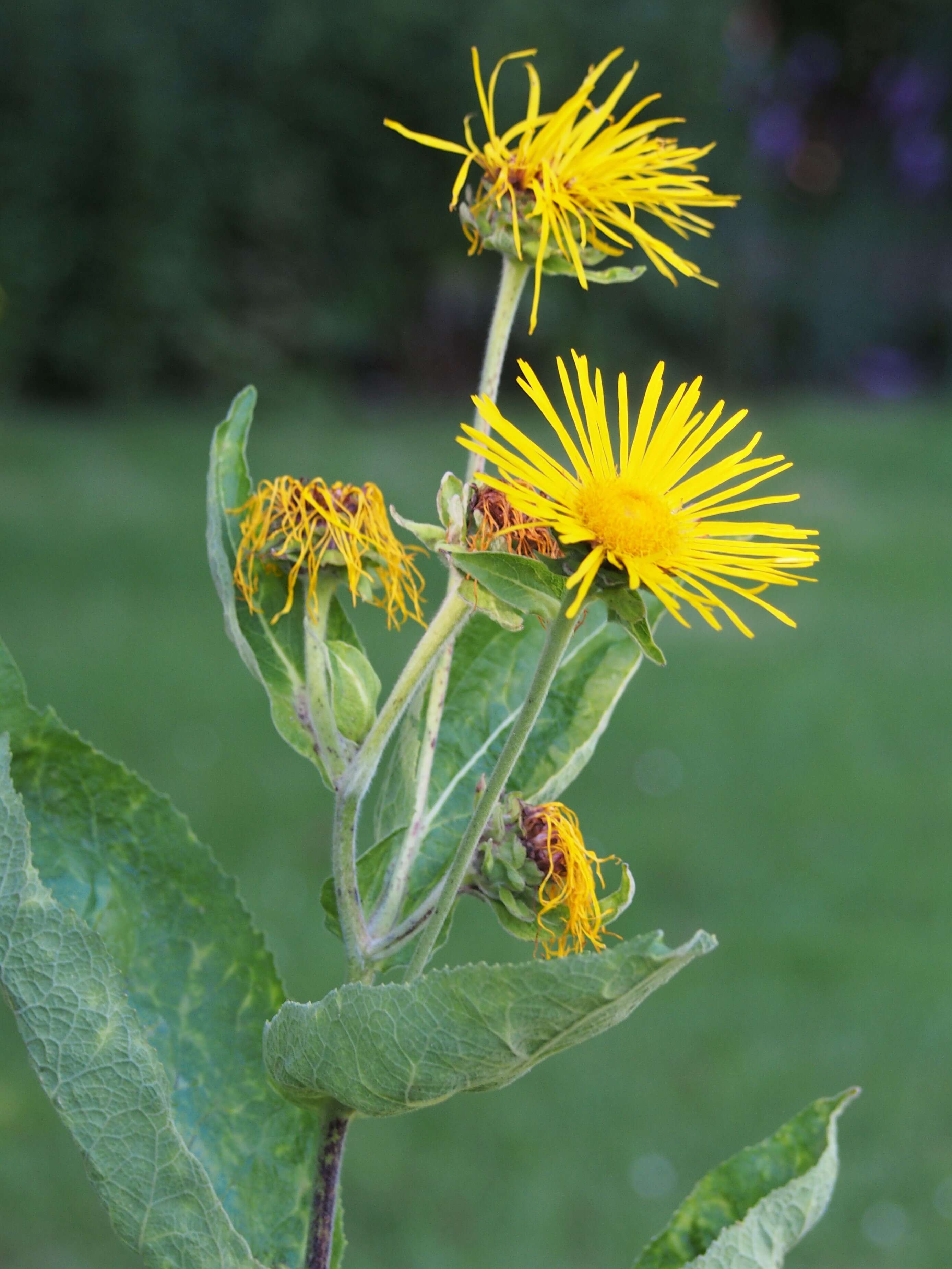 Inula helenium L. resmi