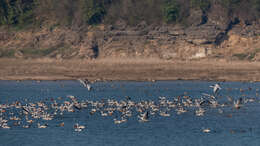 Image of Ruddy Shelduck