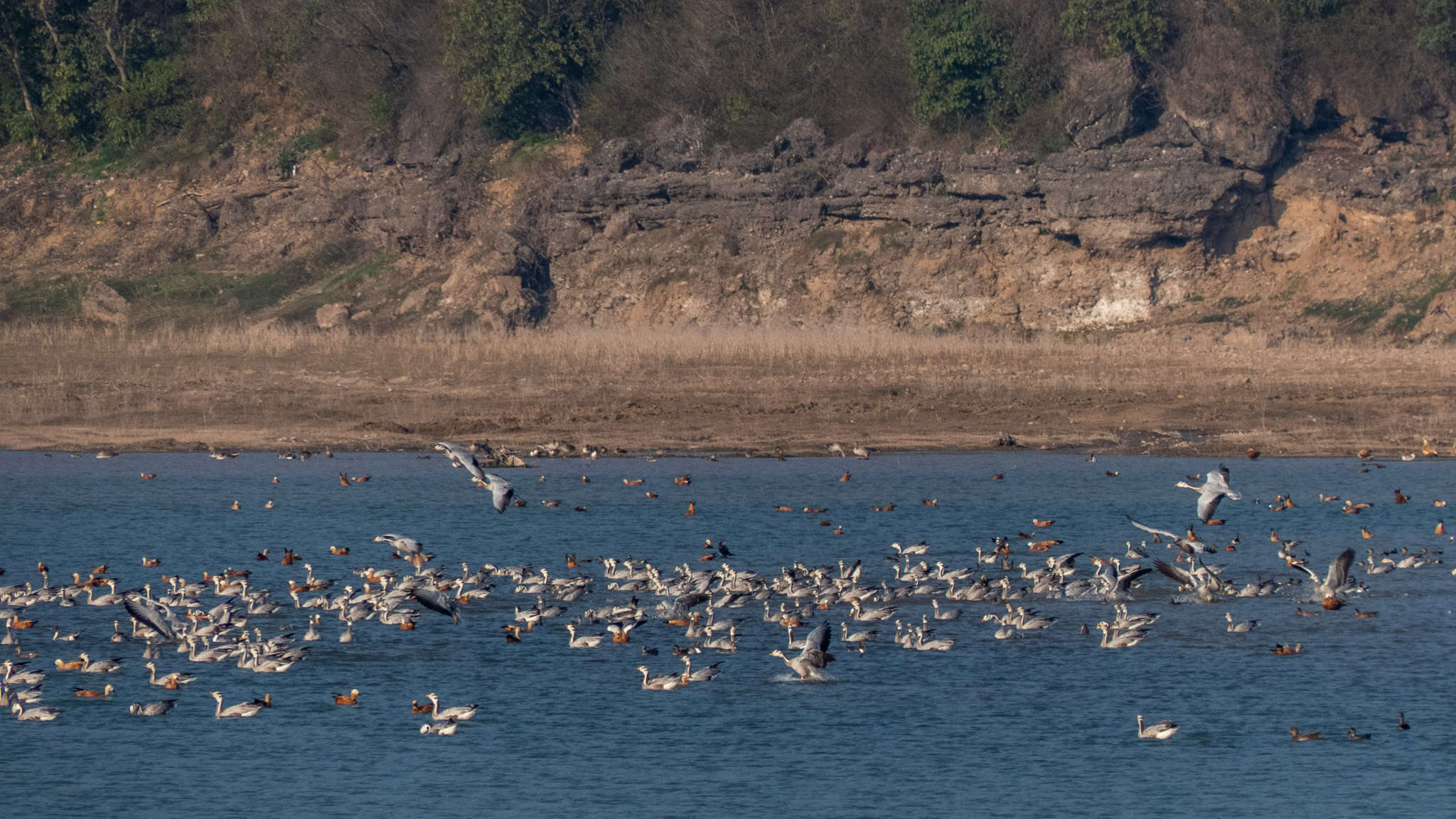 Image of Ruddy Shelduck