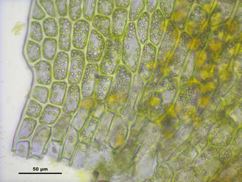 Image of Tritomaria exsectiformis (Breidl.) Schiffn. ex Loeske