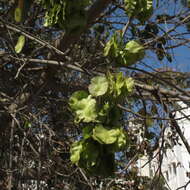 Holoptelea integrifolia (Roxb.) Planch. resmi