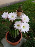 Image of Echinopsis oxygona