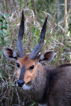 Image of Tragelaphus sylvaticus