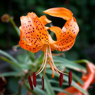 Image of Tiger lily