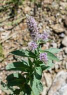 Image of Horse Mint