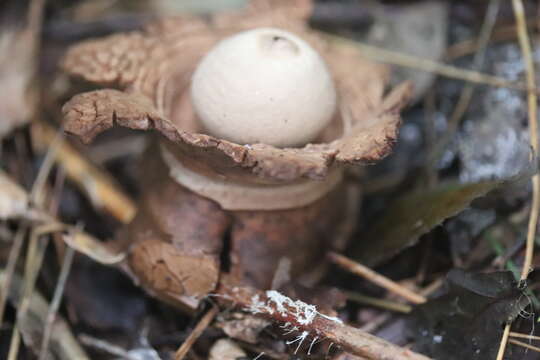 Image of Collared Earthstar