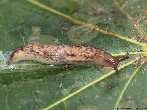 Image of grey field slug