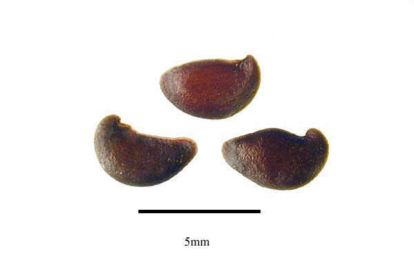 Image of Amelanchier asiatica (Sieb. & Zucc.) Endl. ex Walp.