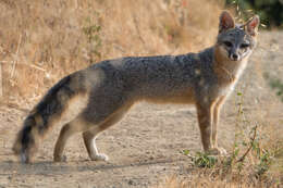 Image of Grey Foxes