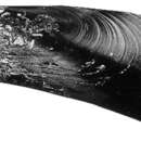 Sivun Gigantidas tangaroa (Cosel & B. A. Marshall 2003) kuva