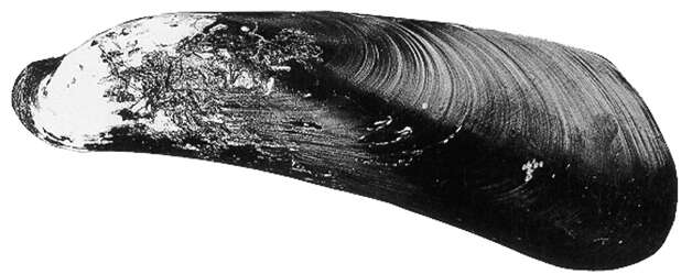 Sivun Gigantidas tangaroa (Cosel & B. A. Marshall 2003) kuva