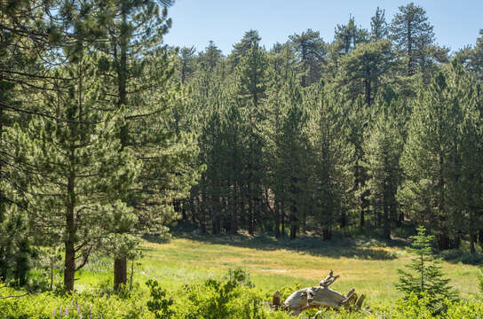 Image of Jeffrey Pine