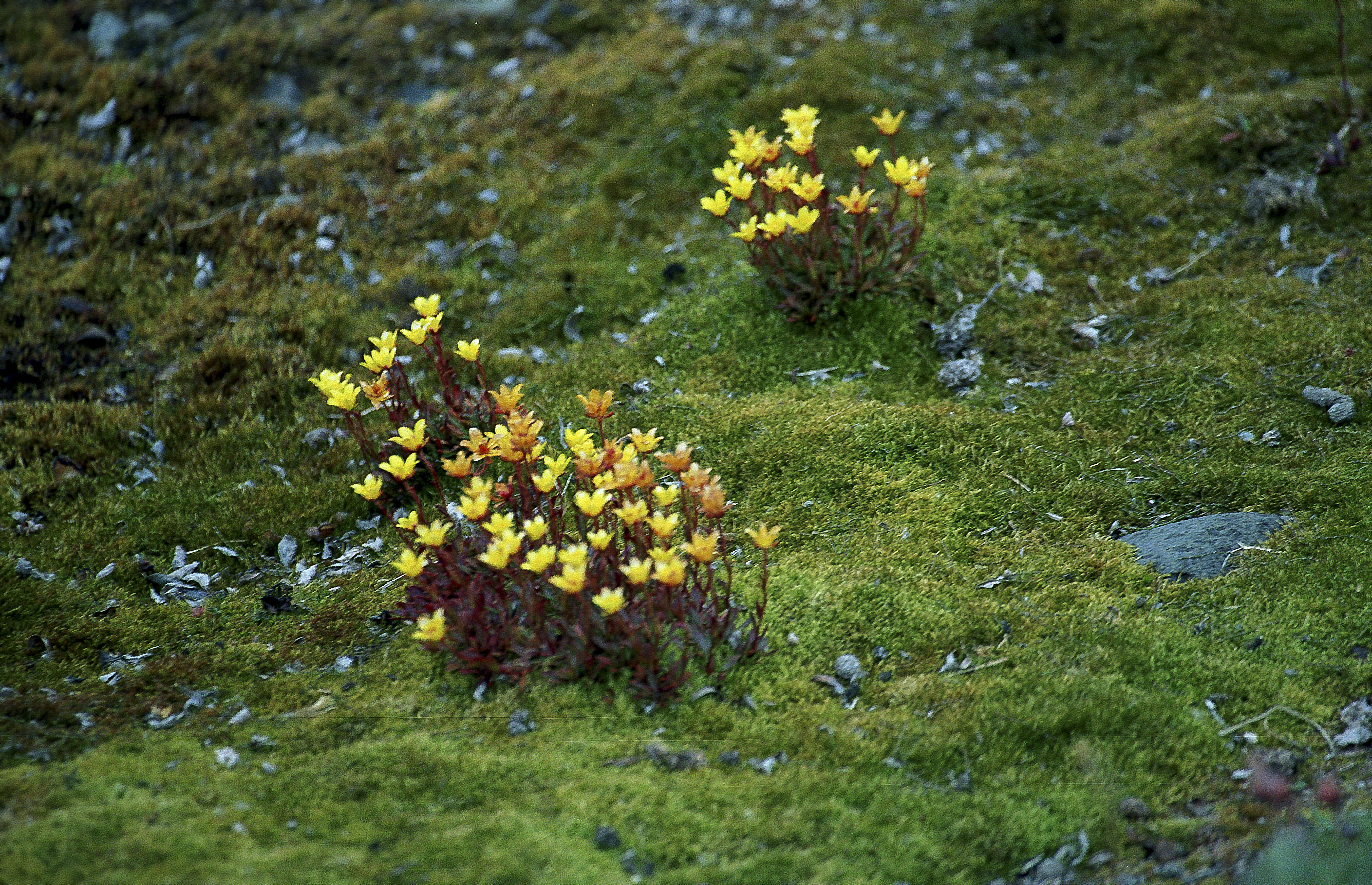 Image of sulphur buttercup