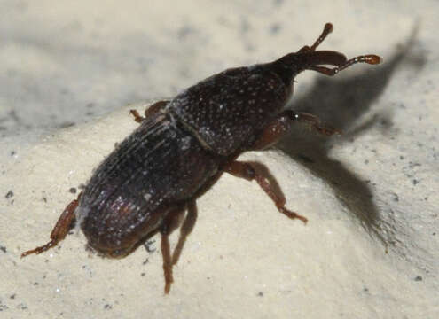 Image of Wheat weevil