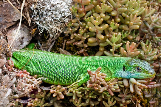 Image of Western Green Lizard