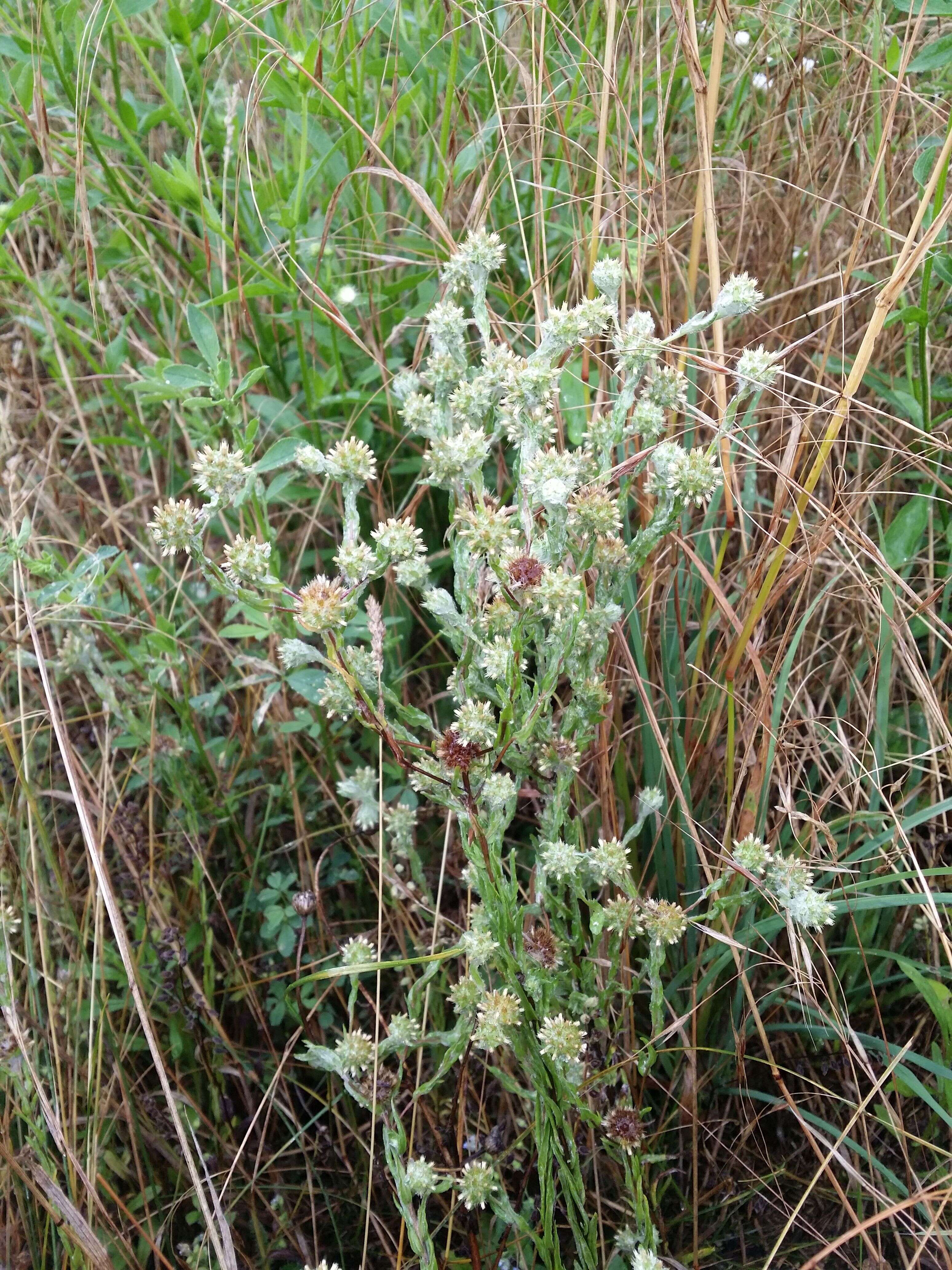 Image of common cottonrose