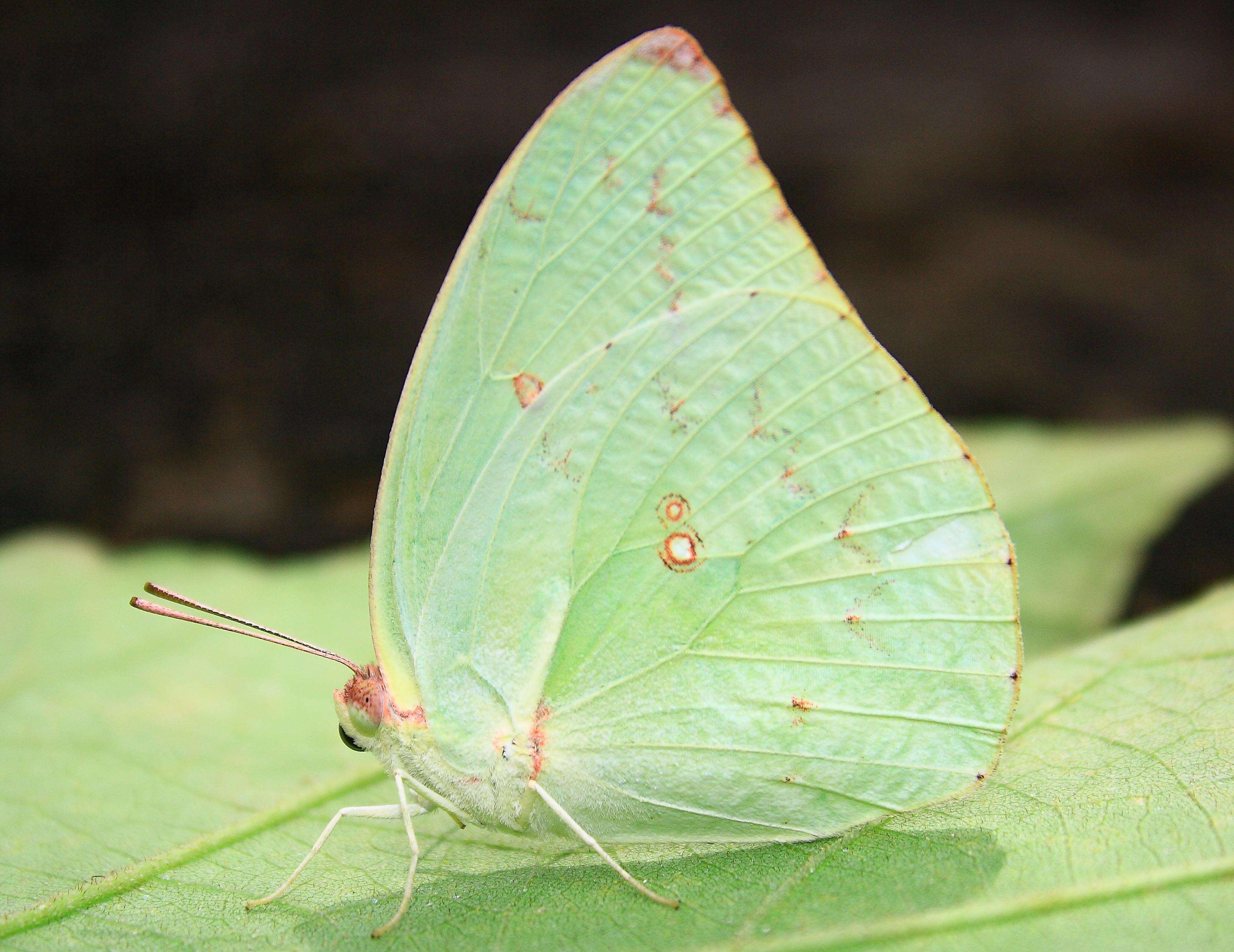 Image of Catopsilia pyranthe (Linnaeus 1758)