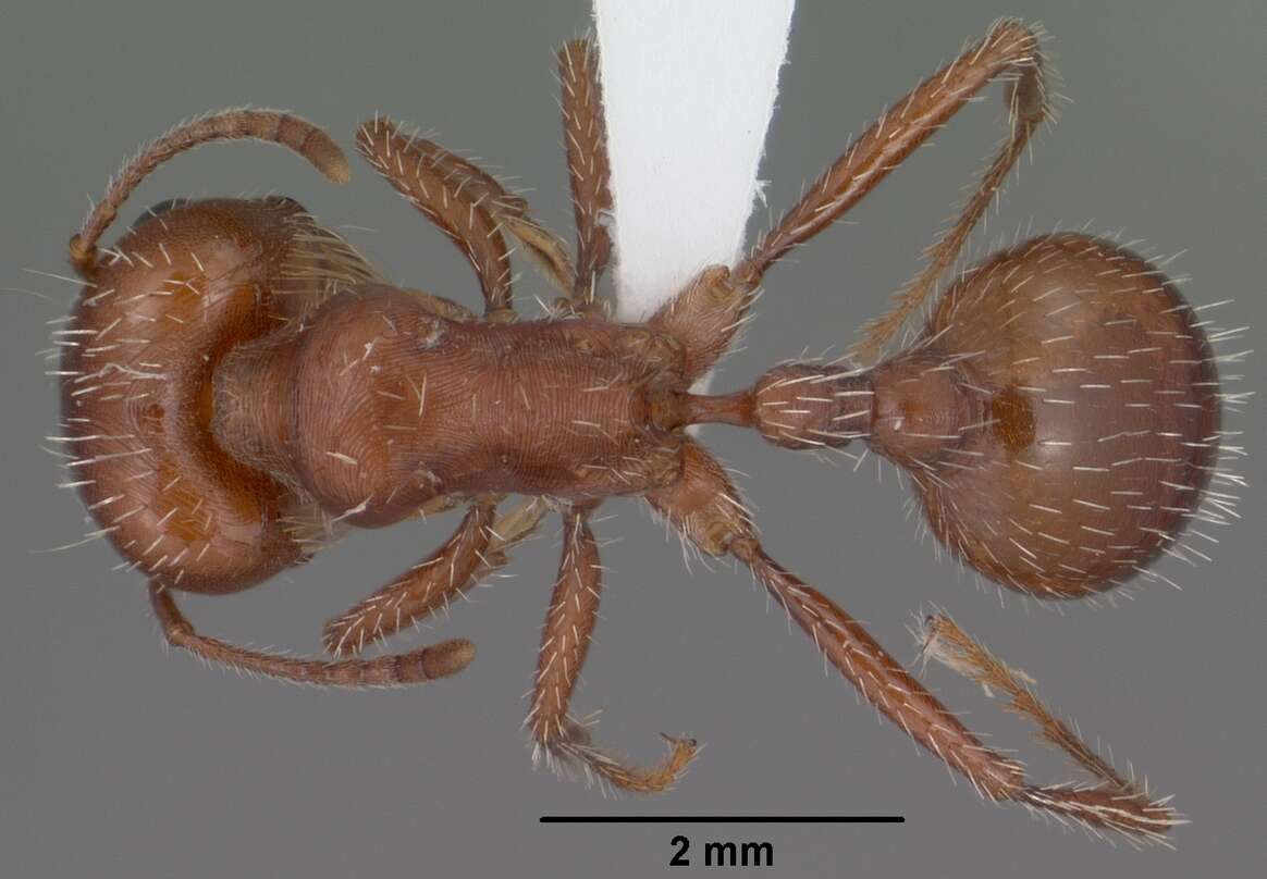 Image of Large Seed Harvesting Ant