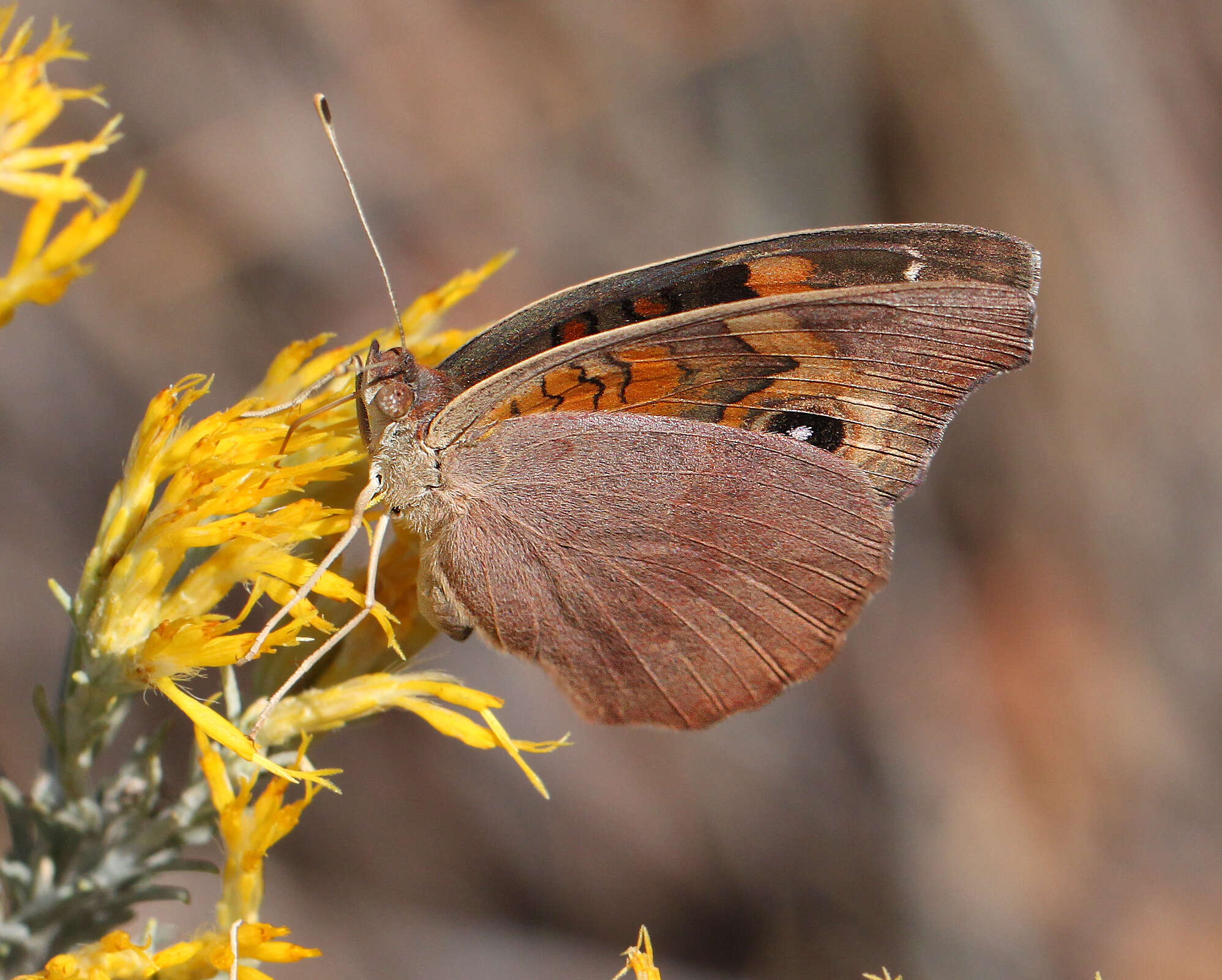 Image of Junonia nigrosuffusa Barnes & McDunnough 1916