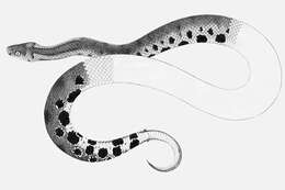 Image of Trachyboa Peters 1860