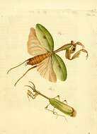 Image of Stagmatoptera