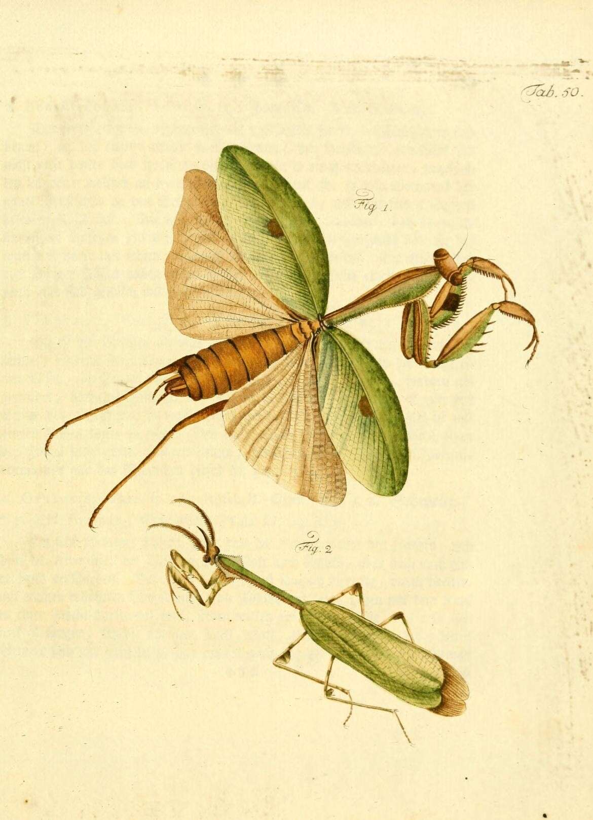 Image of Stagmatoptera