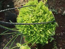 صورة Podocarpus nivalis Hook.