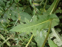 Image of Cabbage Thistle