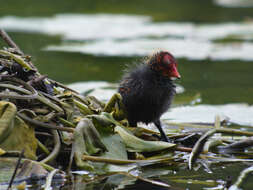 Image of Common Coot