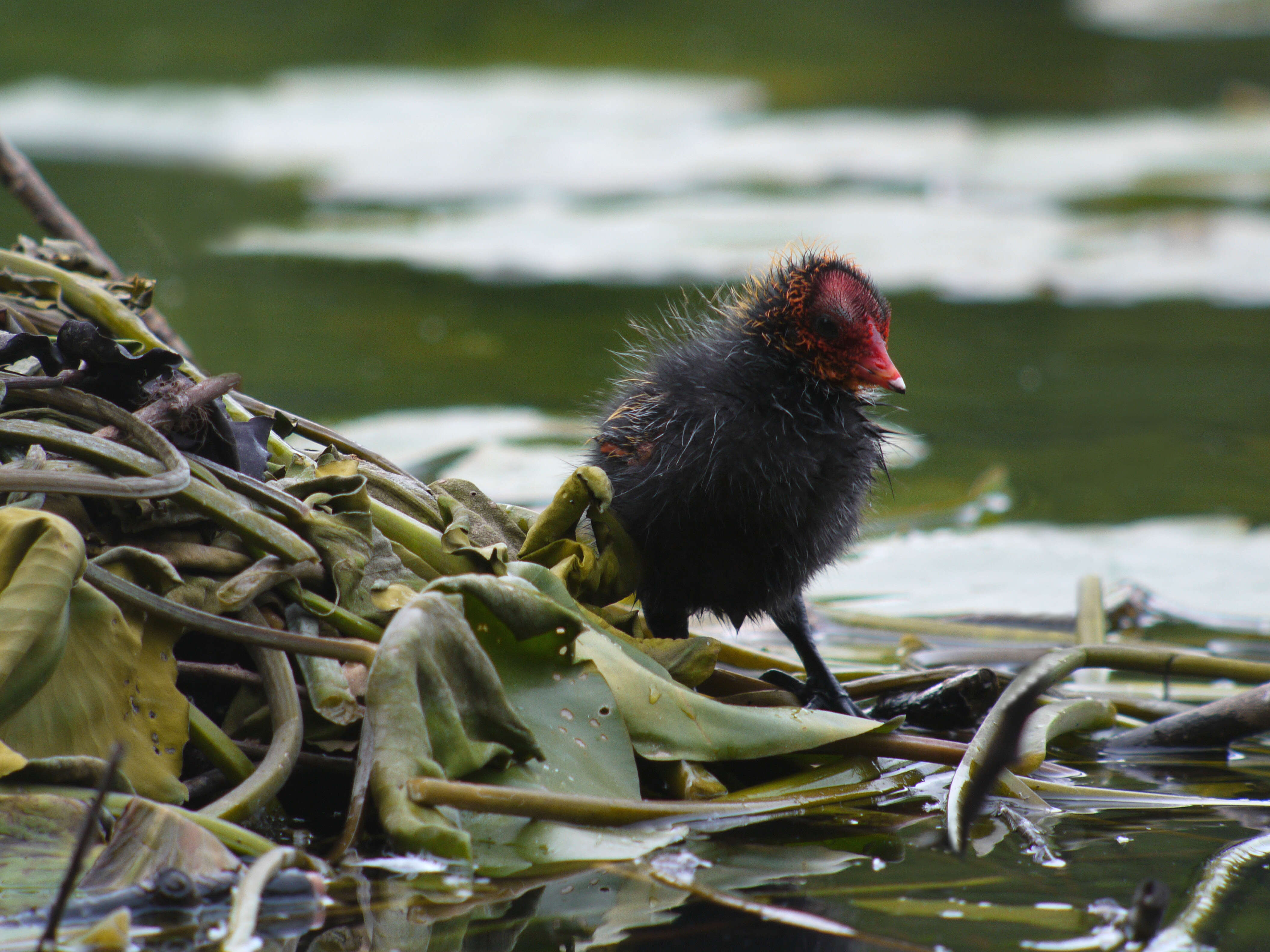 Image of Common Coot